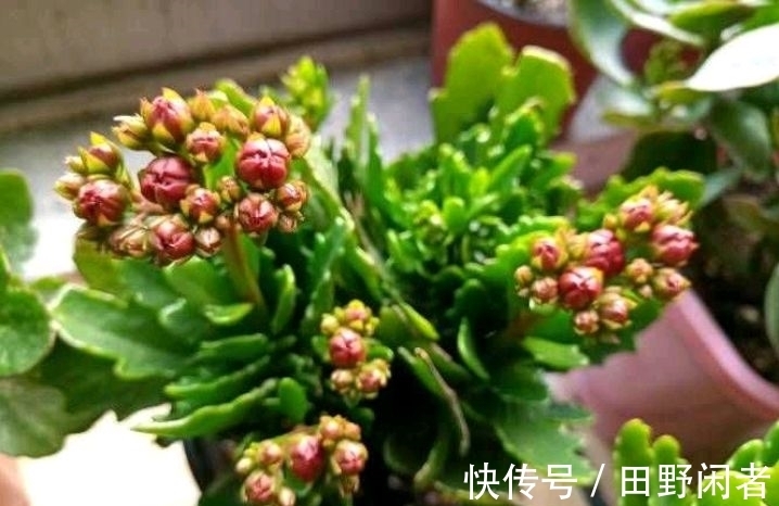 修剪|长寿花黄叶子怎么办？两个方法，叶墨绿花开得很灿烂