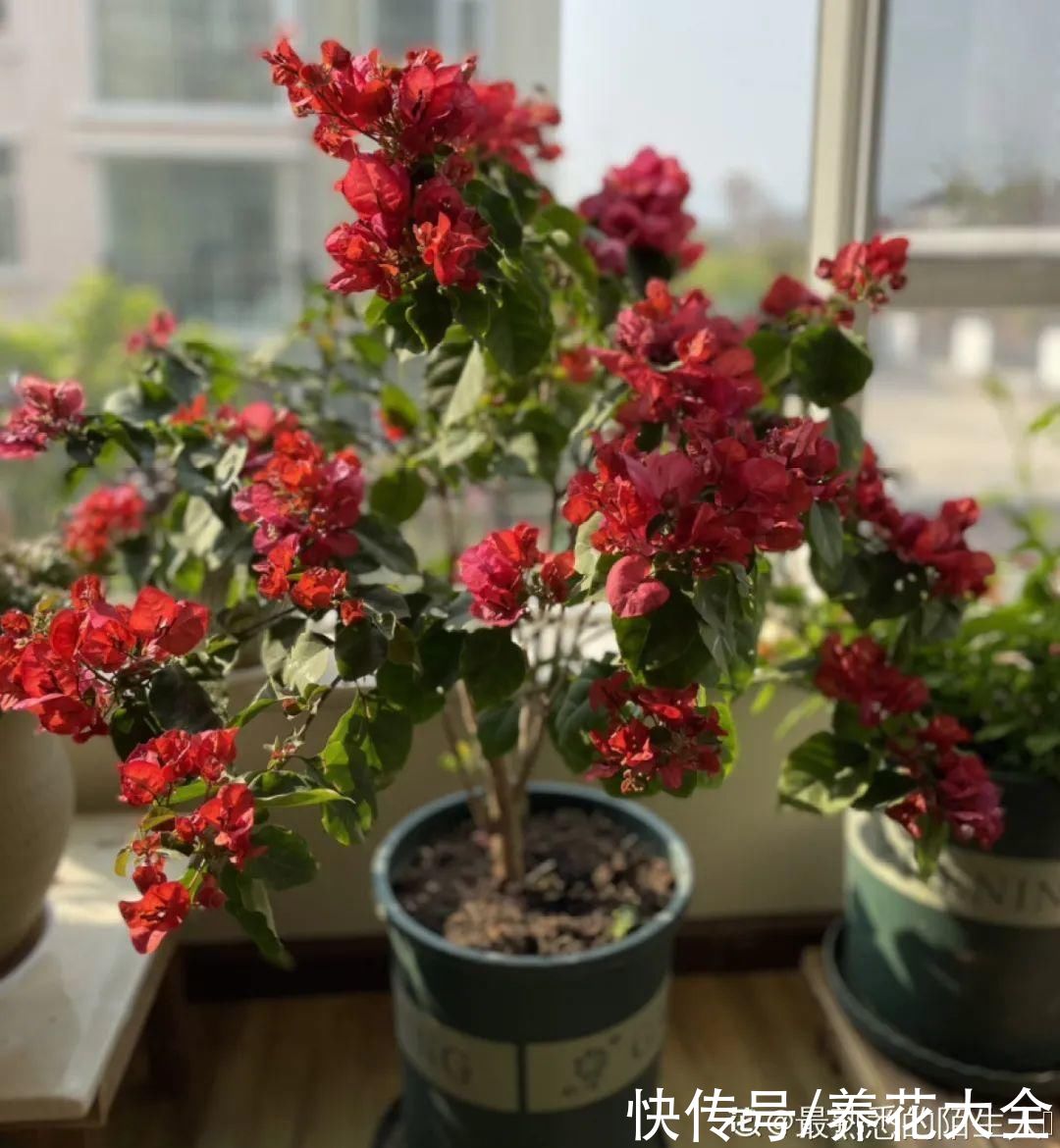 君子兰开完，会有3个“后遗症”，一定要重视