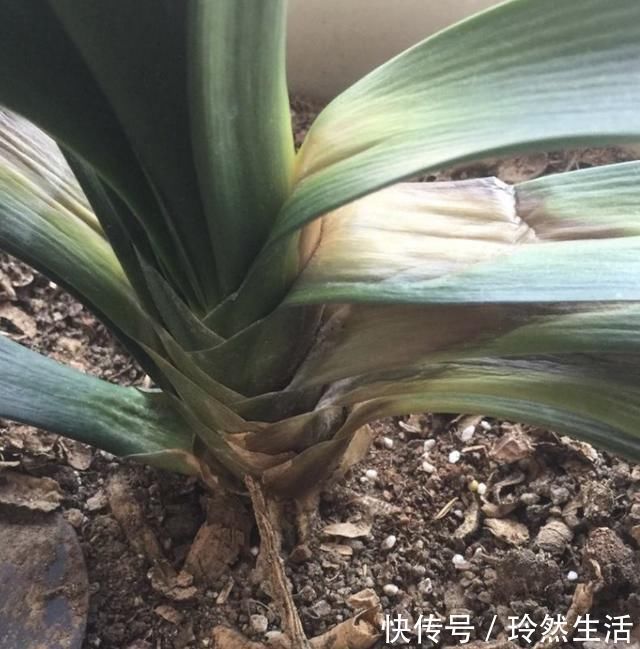 花草|不想让家里人常生病，家里就不要堆积这3样东西，不少人都中招了