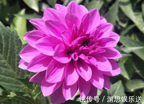 球王|喜欢菊花，那就养盆”菊中珍品“艳球王，似起舞金凤，绚丽典雅