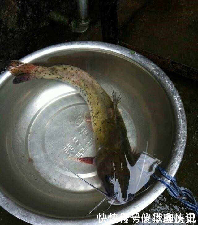 比甲鱼营养,一斤卖到300元,被誉为“淡水鱼之王”,却常被嫌弃