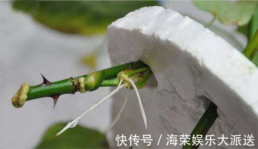 扦插|家里常丢掉的“垃圾”,秒变“扦插利器”,大白根嗖嗖冒,忒好活