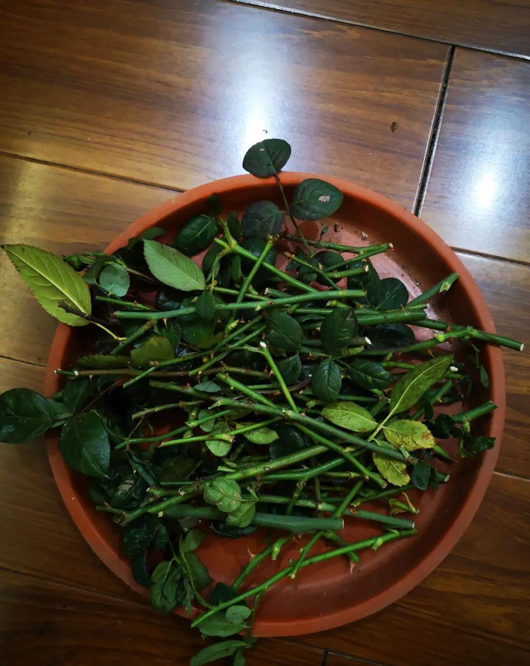 这几种花，要是秋天不扦插，错过就等1年