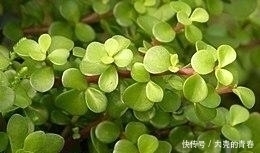 阳台|这2种“野菜”降血压,想吃不用买,阳台盆栽一个月就下锅