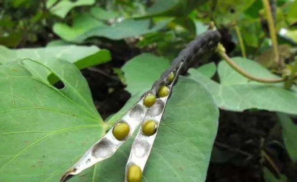 告诫|86岁老中医告诫脂肪肝不吃药也能治,“3戒2吃1养”,赶走肝病