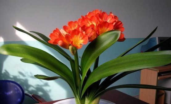 养分|花店老板说往绿萝君子兰盆里塞点它,叶子黑亮,疯狂开花!