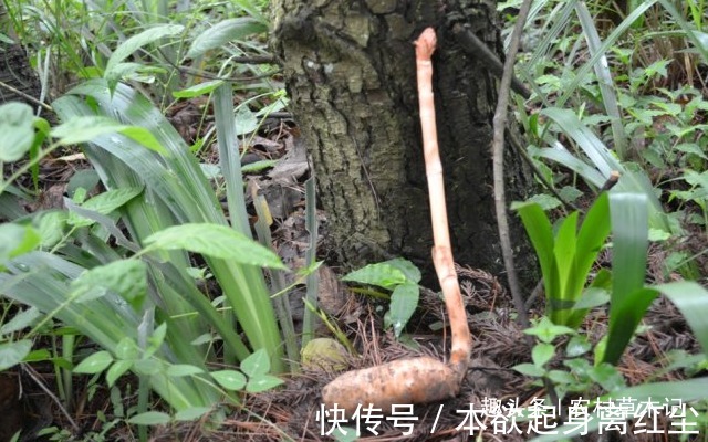 野生植物|它是何等的珍贵,您若遇见,请别再随意除掉,块根800元一斤