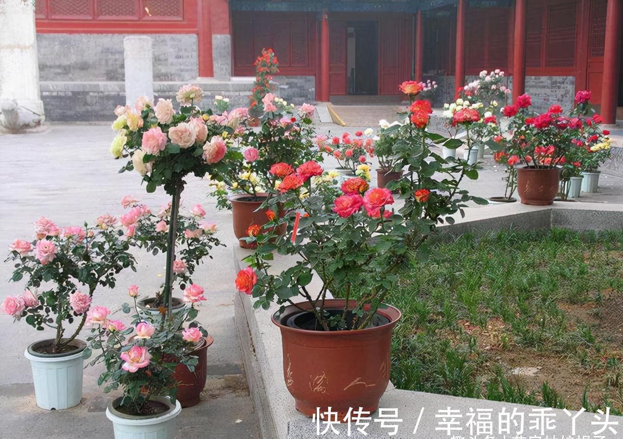 在家中养殖月季的窍门：不要再扯月季花的黄叶了，否则长势会变弱