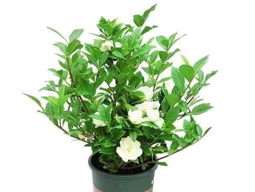 养了几十盆花，香味纯正、花开娇艳的就六种，一起见识一下吧