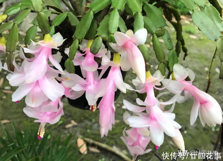 花草|秋天买花别买错,选这5款放阳台,一年开3季,个个“开花劳模”