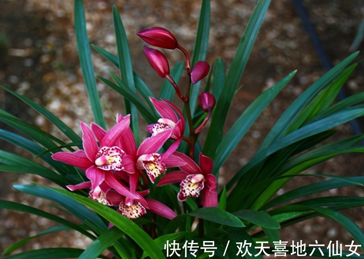 浓郁|别养一季花了,此兰一年能开好几次,兰香浓郁,点亮你的阳台