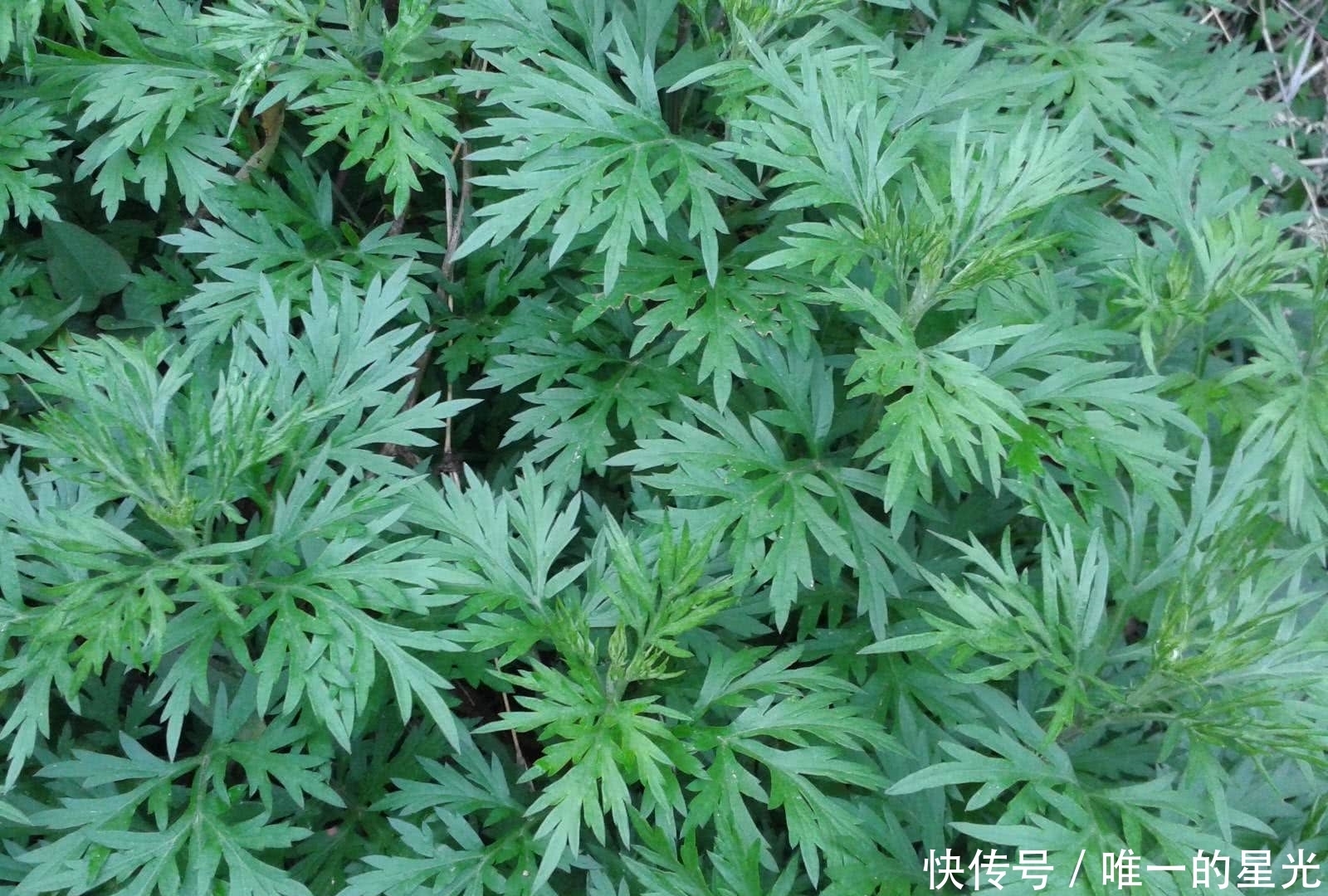 提高|每天敷一敷,缓解鼻堵,提高鼻腔免疫力,鼻炎好的快!