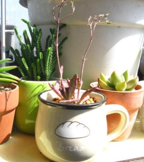 家庭盆栽多肉管理妙招抓住4个细节，叶片肥美、精神足