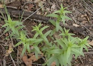 红旱莲 别名黄海棠 花黄色 生于山坡缘或草丛中 路旁 快资讯