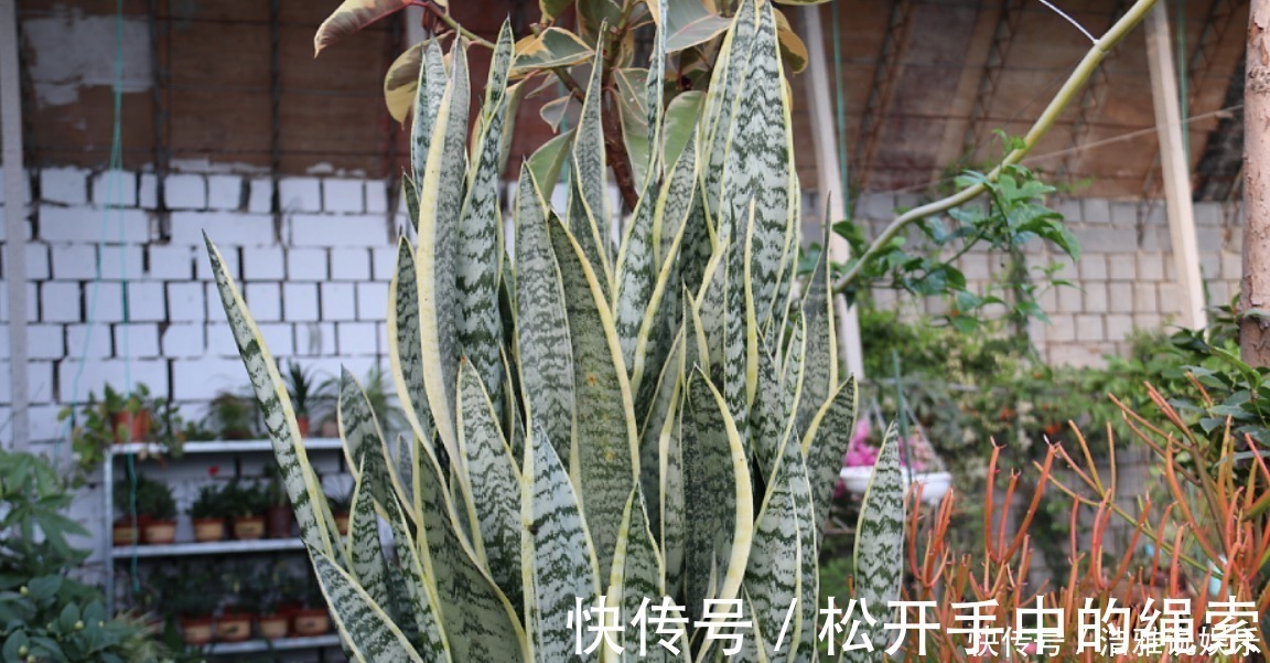 浇水|5种花干养最好，植株健壮能开花，湿养会送命！