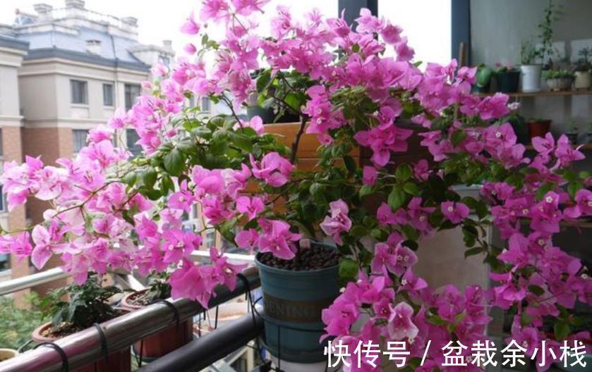 花芽|秋天养三角梅，合理的掐芽打顶，新芽侧枝一起长，绽放层叠群花