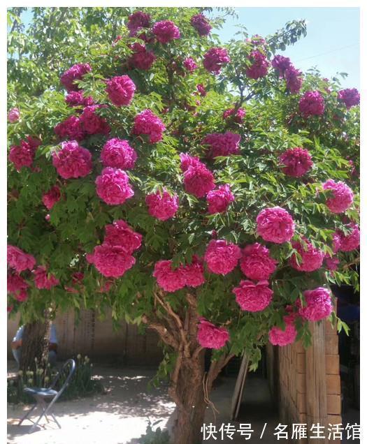 北方地区|4种“漂亮花”,能活一百年,长寿又富贵,越养越值钱