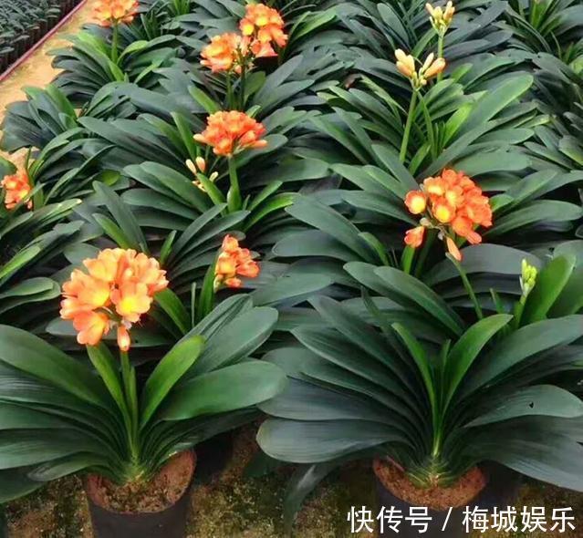 三分钟带您了解君子兰的养护技巧,君子兰开花就这么简单