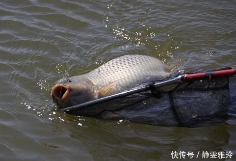 钓鱼|窝料打下去后,怎么都不发窝,到底是没有鱼,还是死窝了