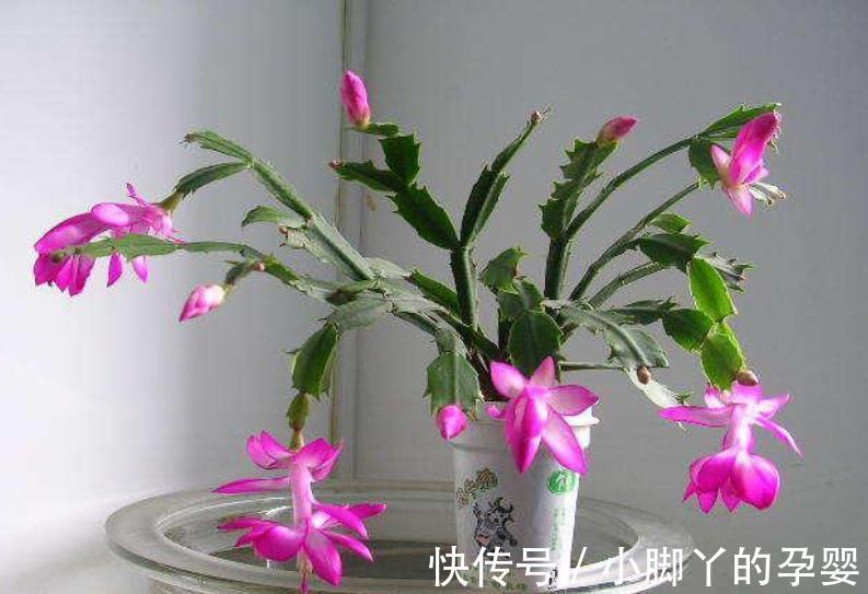 冬天蟹爪兰有“6怕”,及时避开才能开花爆盆,不然黄叶掉花苞