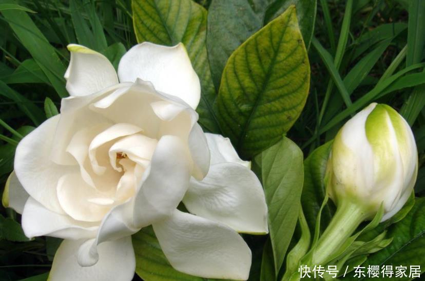 枝条|栀子花的花朵开败之后,一定要对它做3件事,长势会更好