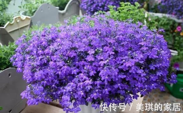 盆栽|适合盆栽吊起来养的花,这些花觉得值得你养