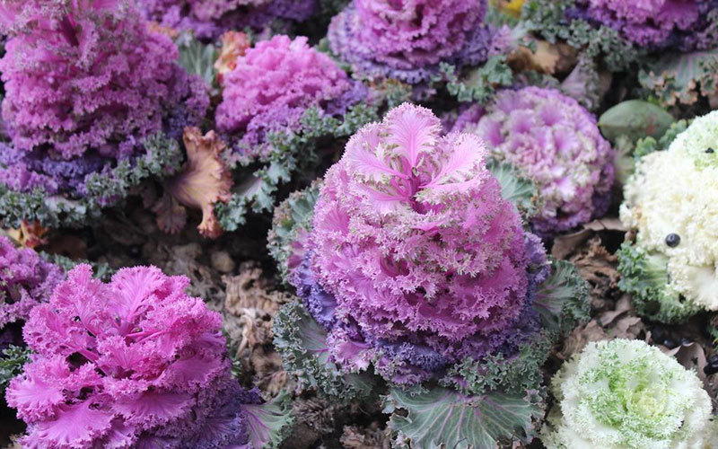 此花是寓意着祝福和吉祥的花,有着优美华丽的花姿,花色还鲜艳