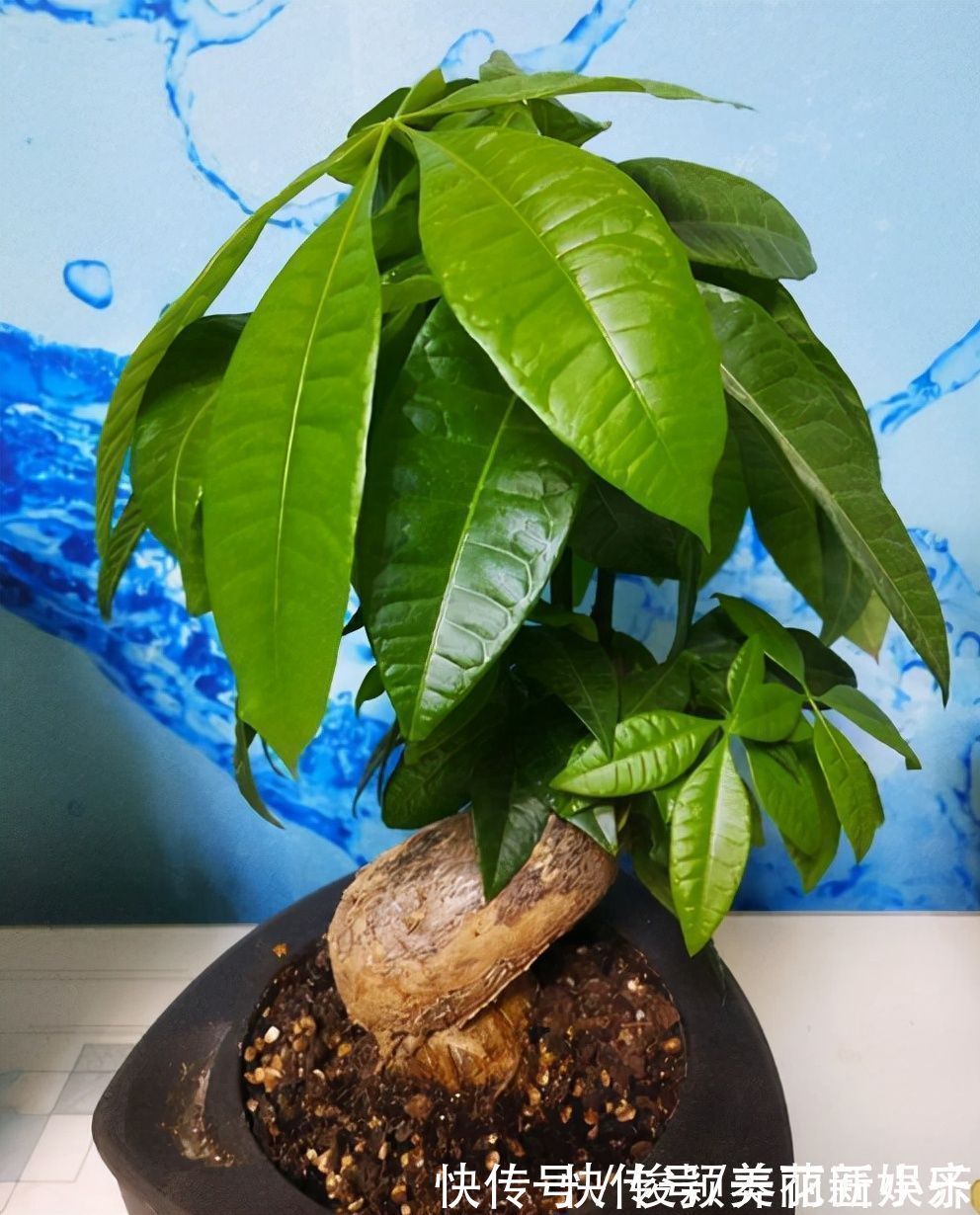 肥料|天气渐凉,6种花要“穷养”,水肥多了会伤根,多晒太阳植株壮