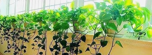 养绿萝，别忘加点这种“料”，叶片不黄，新芽猛窜，一个月就爆盆