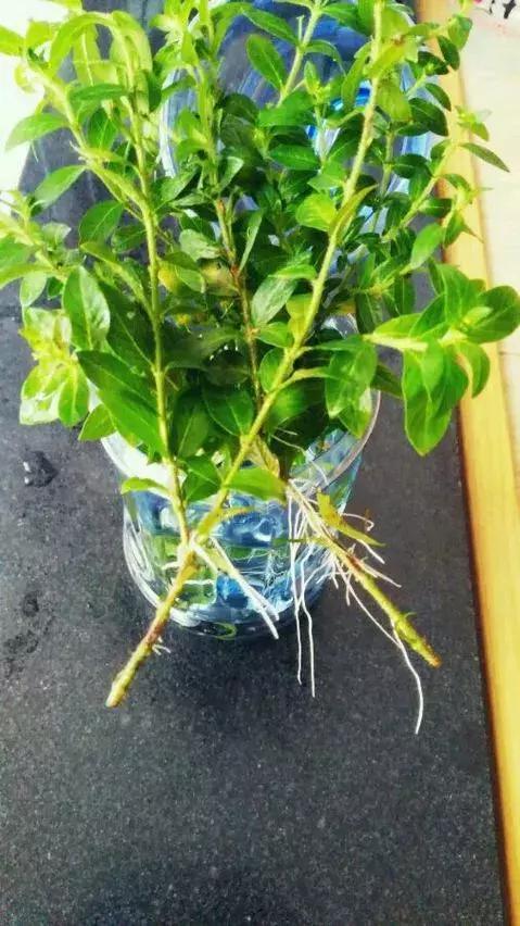 塑料瓶里装点水,能插20种花,生根不用愁,新手一学就会!