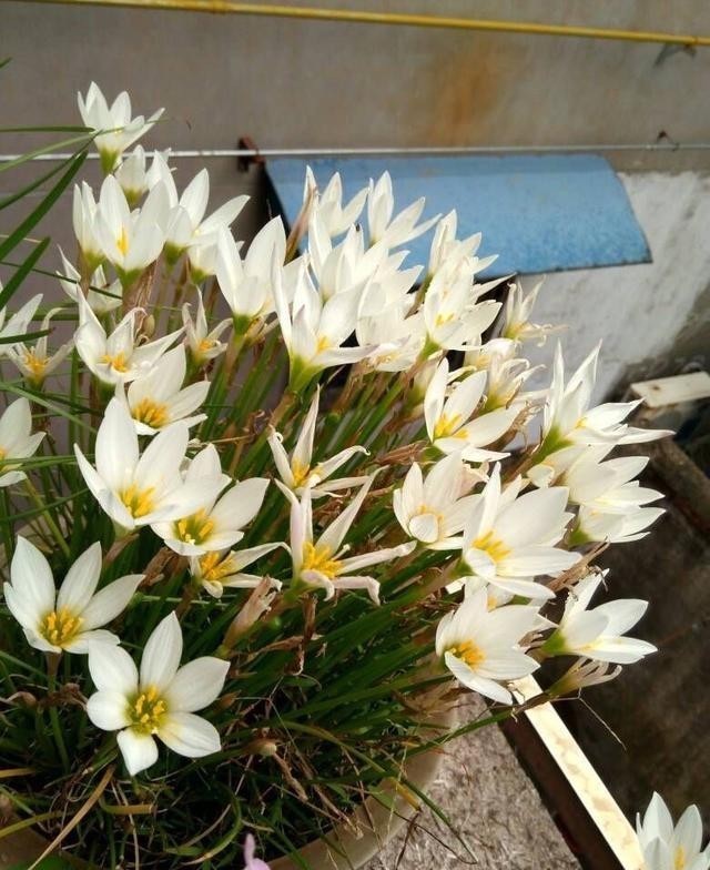 开花|葱兰怎么养才能开花更多?剪一剪,一下开出几十朵花