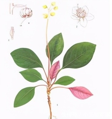 祛风|每日一中药,鹿衔草