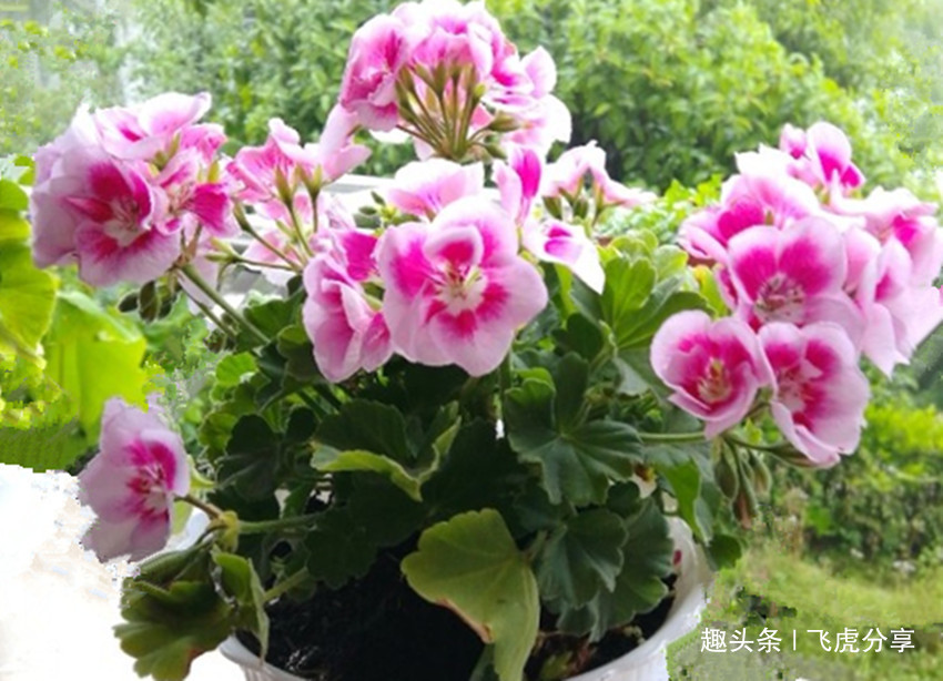 养花应注意，三种水不能浇，三种肥不能施，不然就会出问题