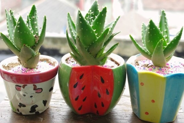 芦荟可以消肿止痒，想在家中种植一些芦荟，学会以下几点就可以