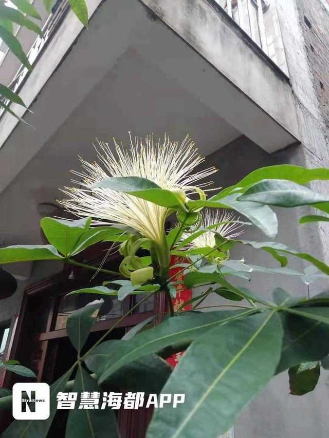 发财树|发财树开花了！花期仅10小时，你见过吗？