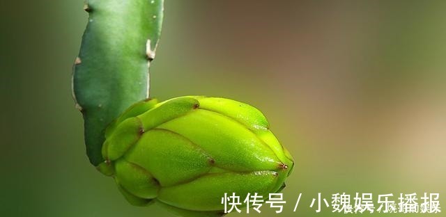 果籽|它经常被人误认成，却不知是珍贵植物，你要是遇到，请好好爱护它