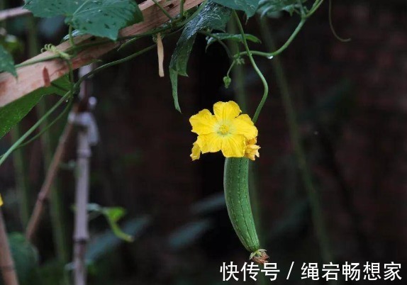 土招|单方气死名医!一把丝瓜根儿,治好陈年腰痛,农村土招值得研究