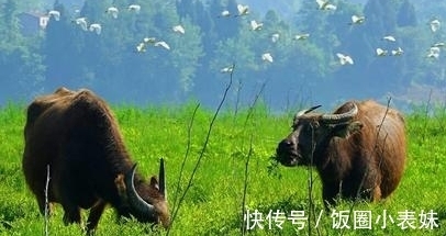 诗人@文同很著名的一首七律,朴实无华,展现出山村生活的乐趣