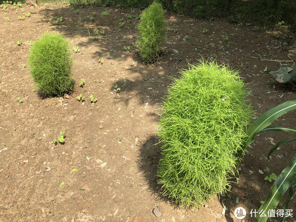 野菜|夏至前后，去农村遇到这些野菜赶紧挖，鲜嫩正当季，错过等一年