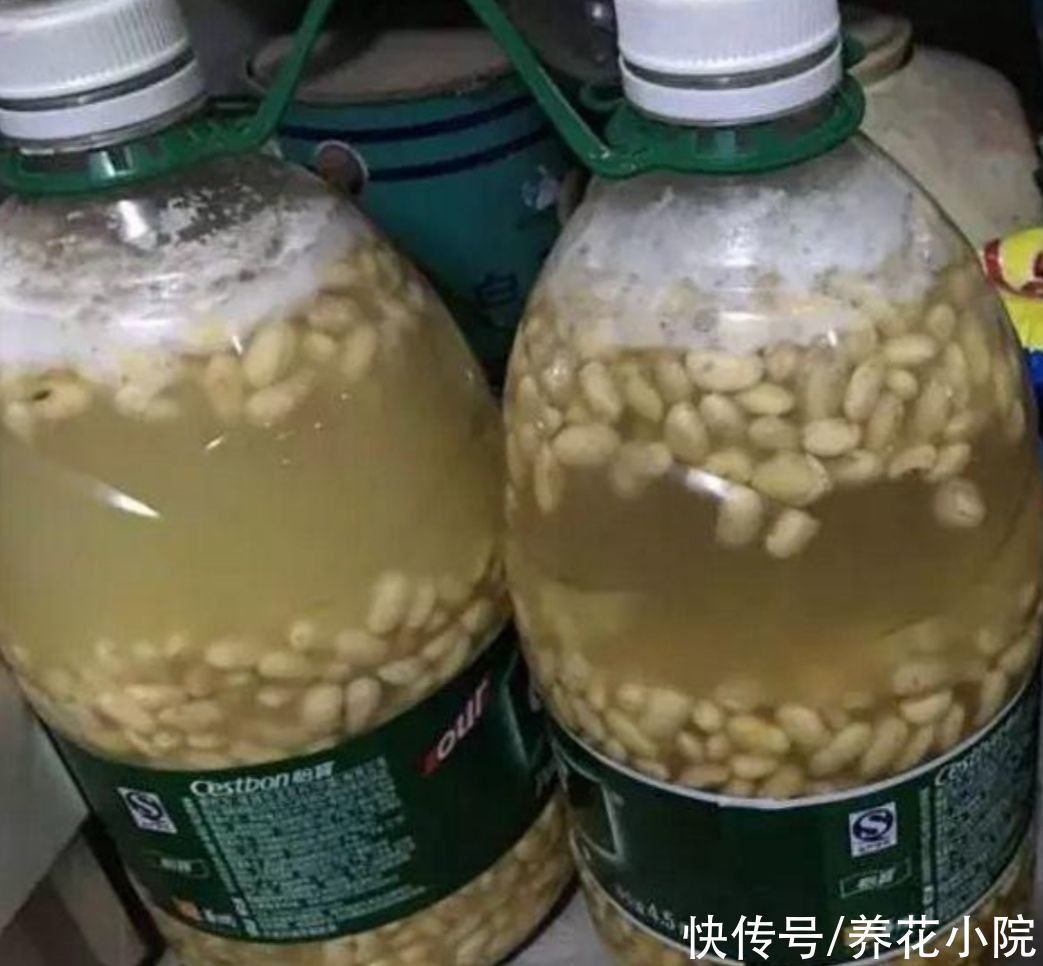 饼肥|煮熟的黄豆，能不能直接埋到花盆里当花肥？需要注意什么