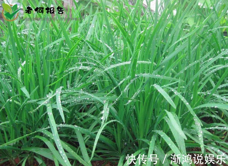 病虫害|韭菜补肾健胃,延缓衰老,重视韭菜的苗期管理,种出优质的韭菜来