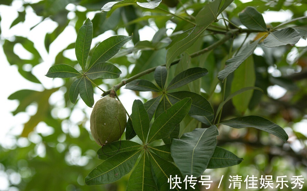 肥沃|4种树,花开富贵“好兆头”,难得一见,看看你家有吗?