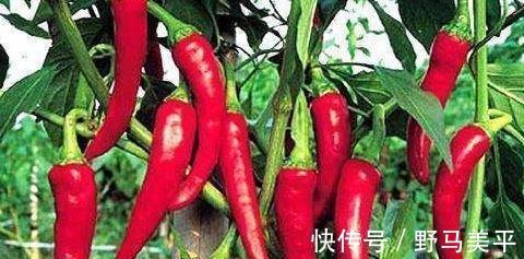常吃|专家忠告炒辣椒不能放此物,吃了就是没病找病,现在知道还不晚