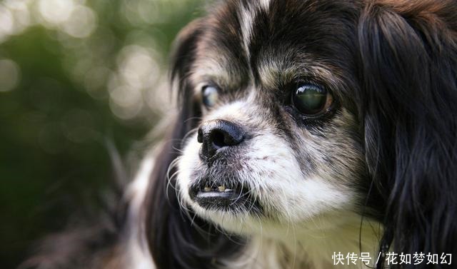 狗狗白内障用什么药 狗狗白内障用什么药
