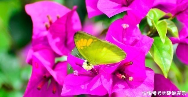 口味|三角梅口味重,爱喝这种水,花开不停歇,非常漂亮