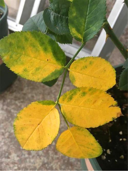 新枝|月季花黄叶,简单“3步”,茂盛绿油油,新枝嫩叶长出来,开爆盆