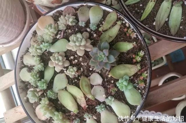多肉叶子干成皮别扔,这样一做能变老桩!多肉叶子干成皮别扔,这样一做能变老桩!