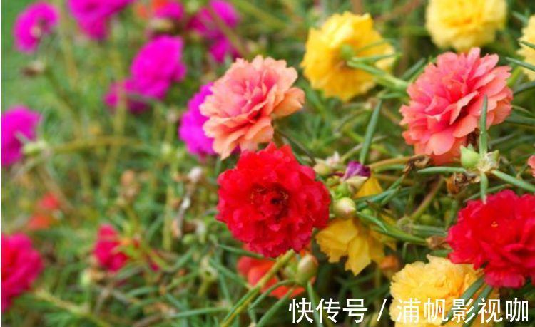 正月二十二,家里养上4种招财花,花开美观又大气