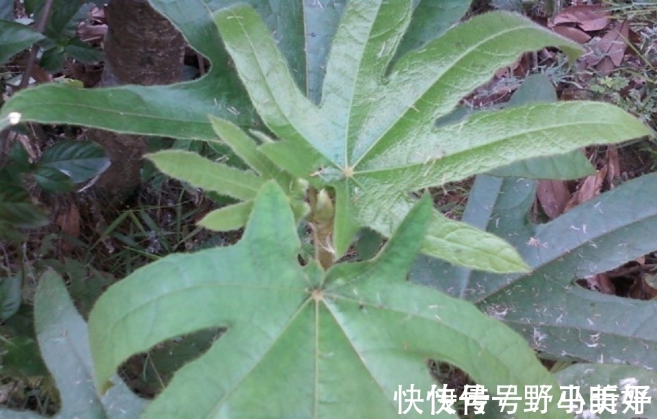 五指毛桃|深山里的“五爪龙”，山里人常吃美味，是女性产后疗养的佳品