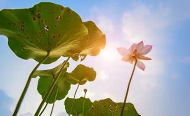 穴位|初伏来了!排寒湿、通经络的好时机,赶紧灸起来!三伏灸一灸,疾病绕道走!